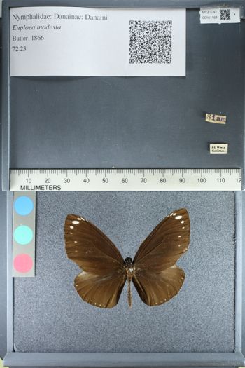 Media type: image;   Entomology 161164